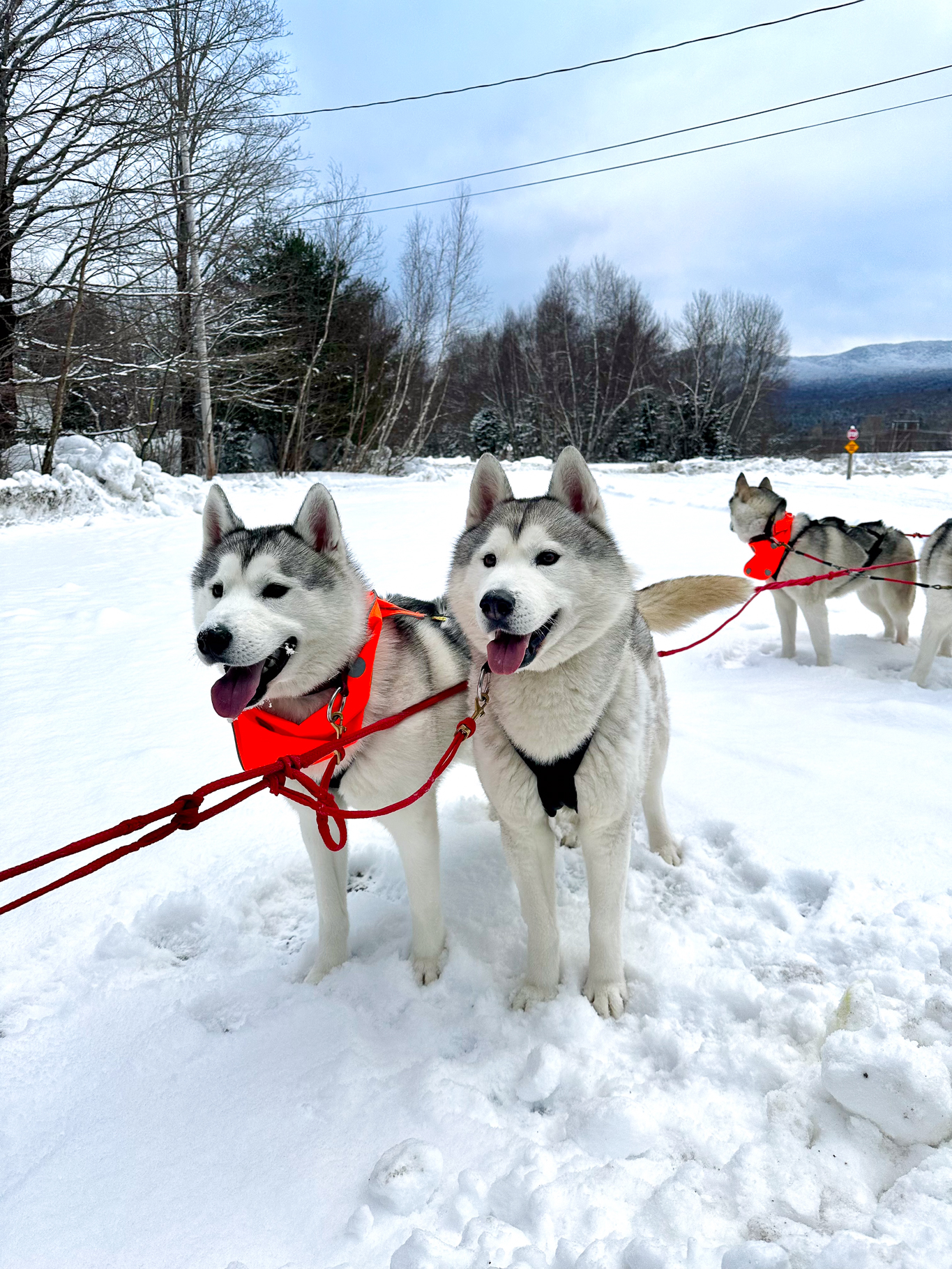 New England Siberian Husky Puppies