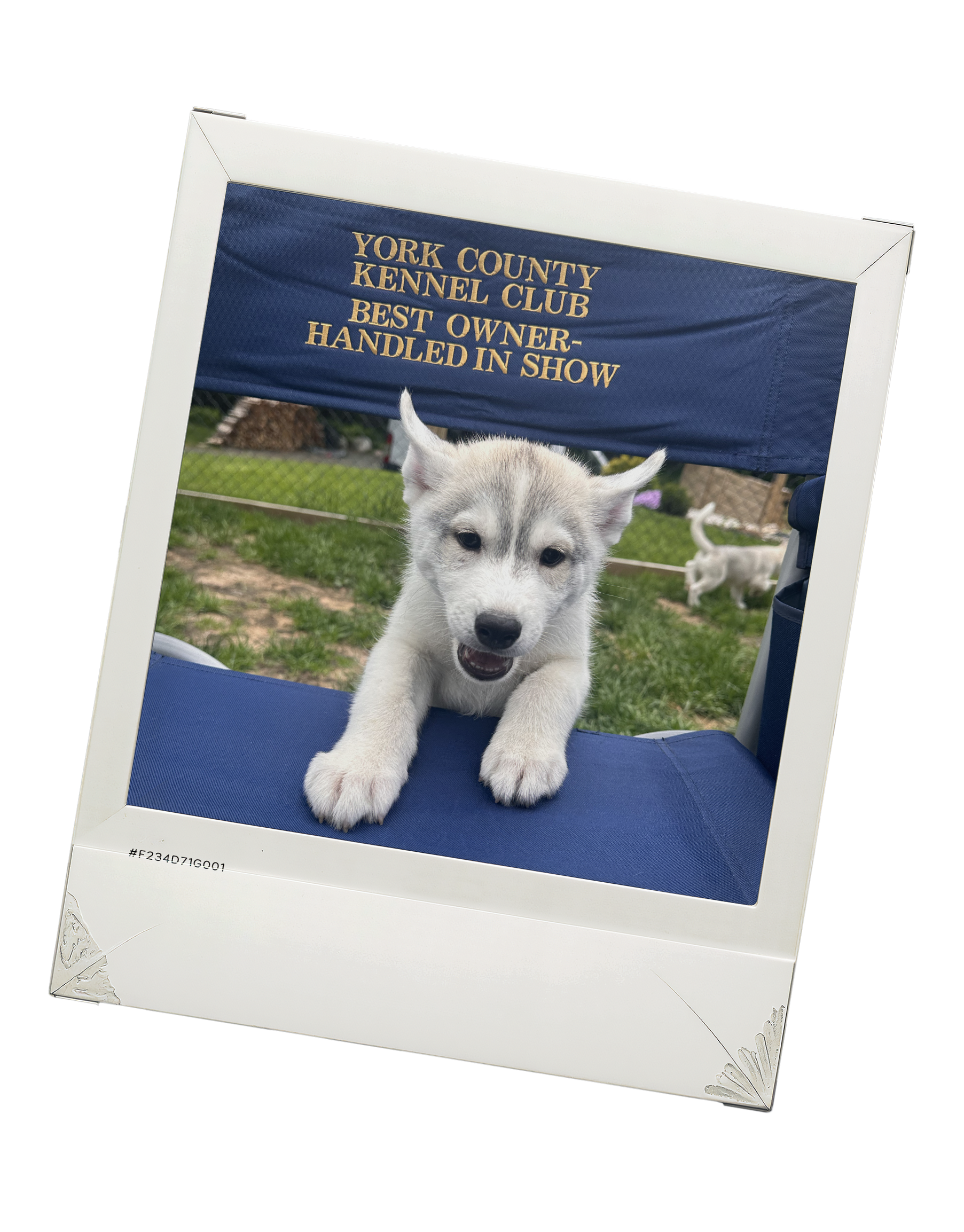 New England Siberian Husky Puppies