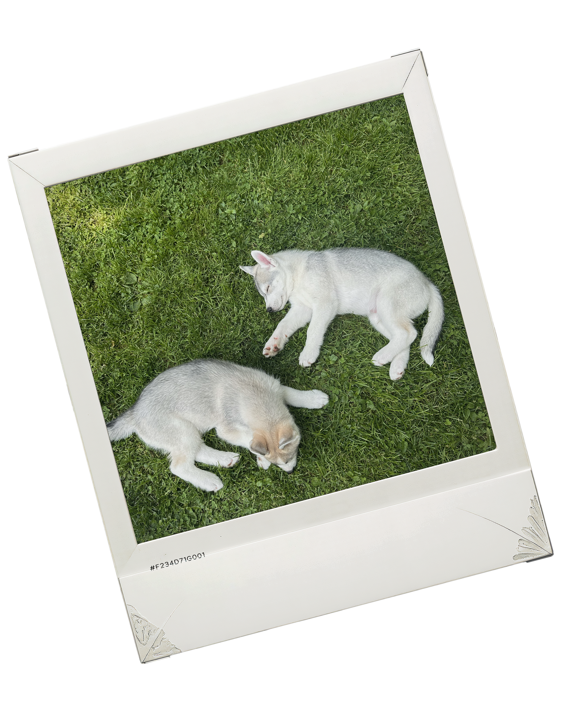 New England Siberian Husky Puppies