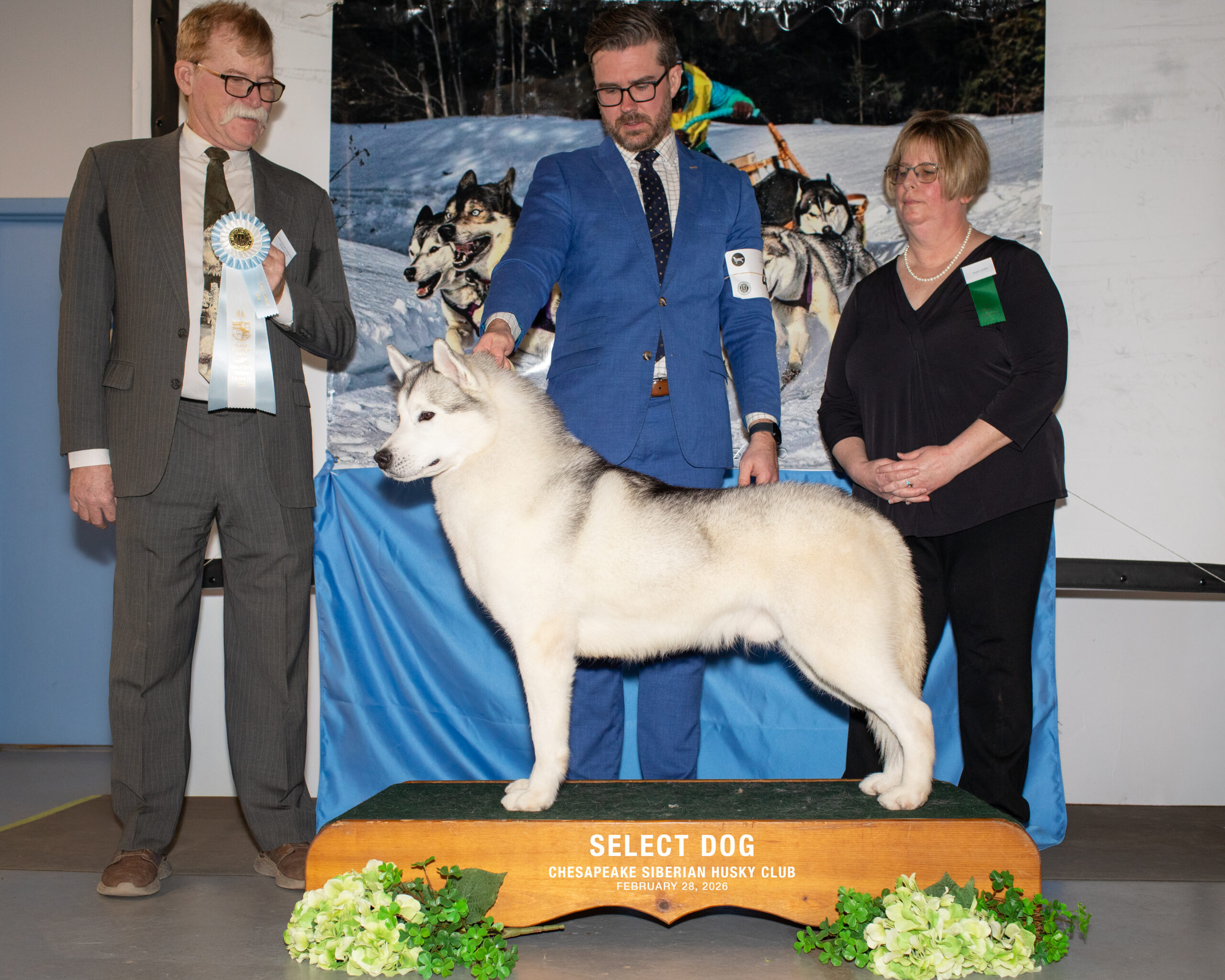New England Siberian Husky Puppies
