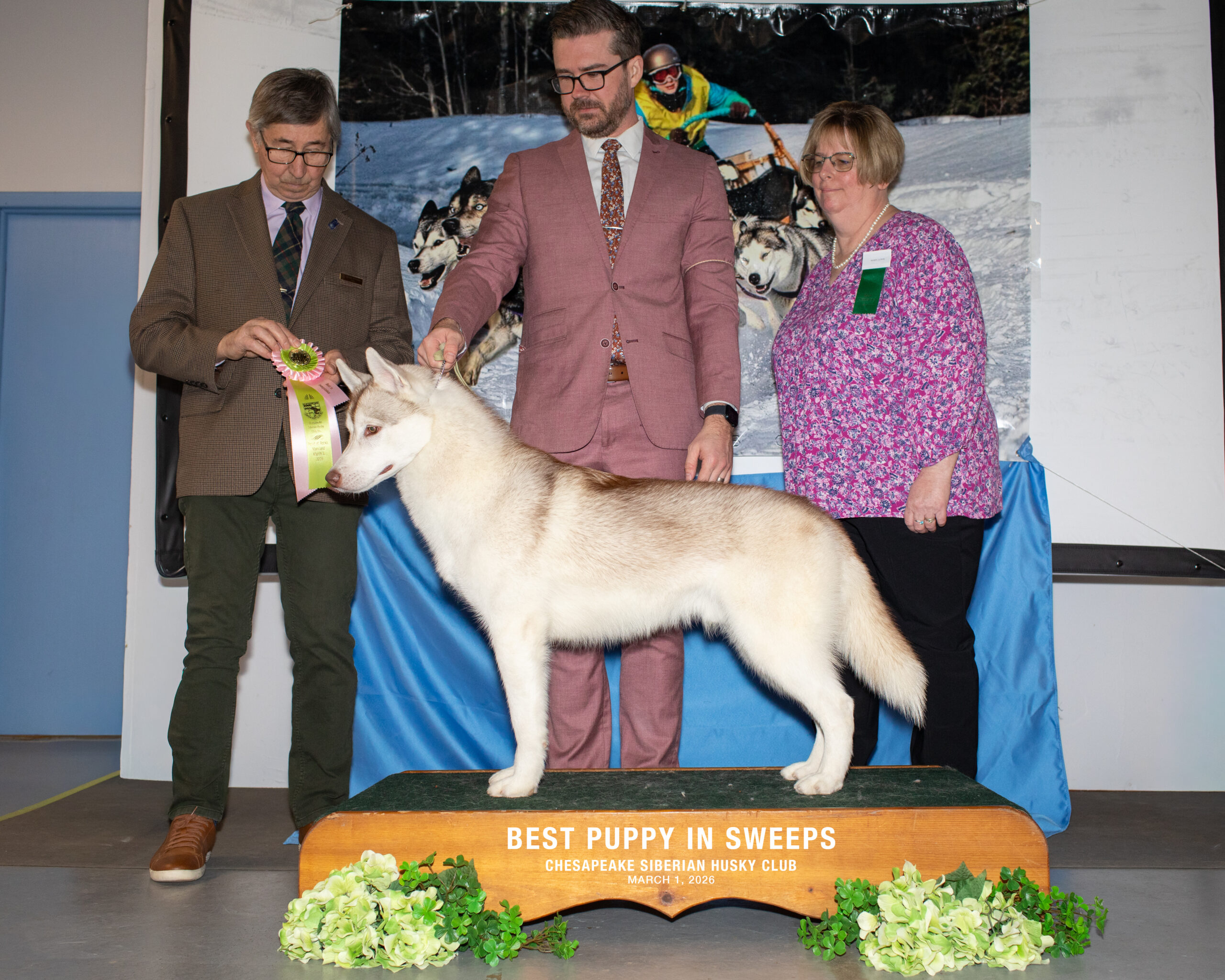 New England Siberian Husky Puppies