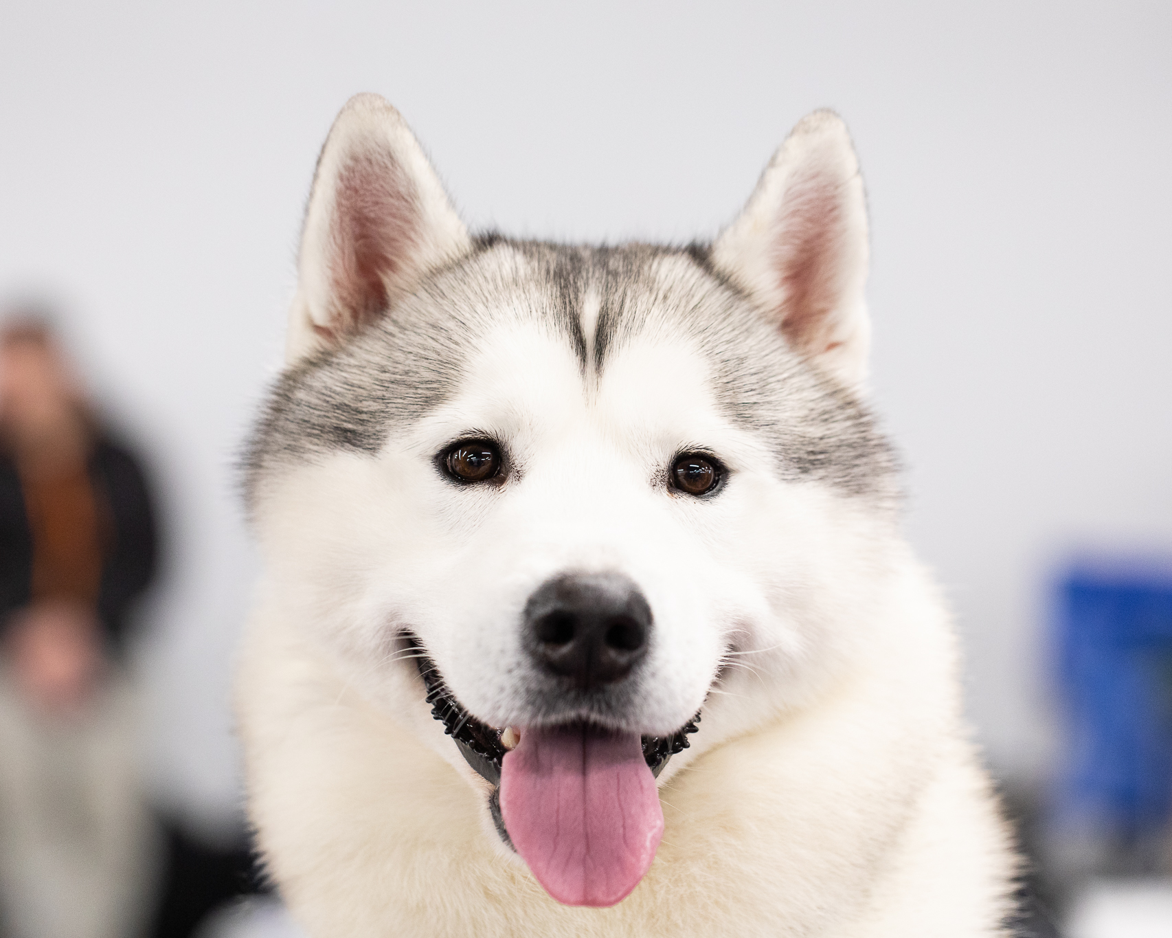 New England Siberian Husky Puppies