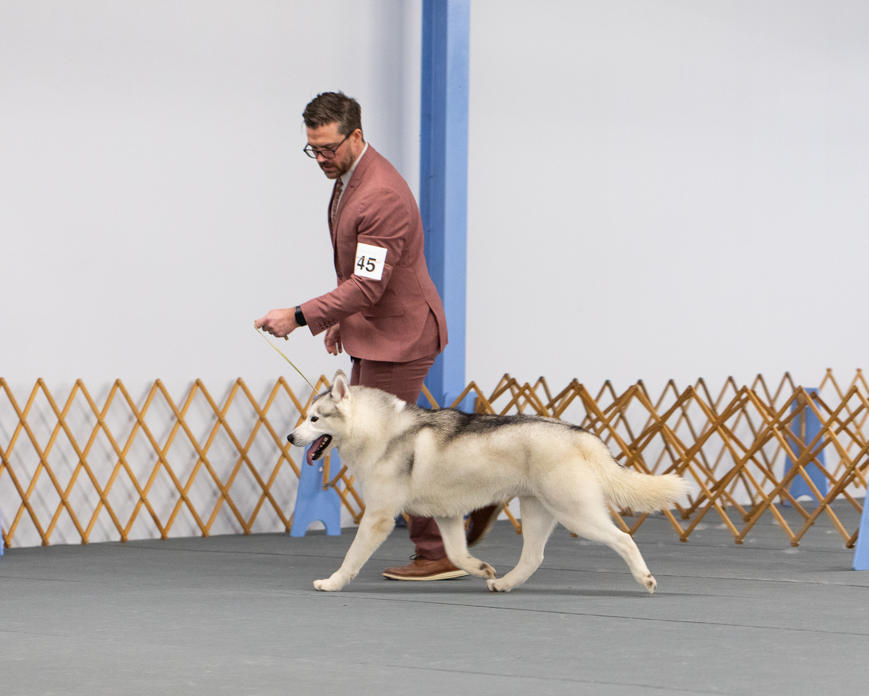 New England Siberian Husky Puppies