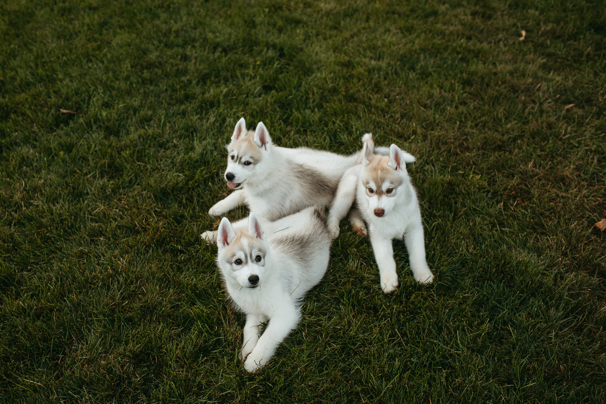 New England Siberian Husky Puppies