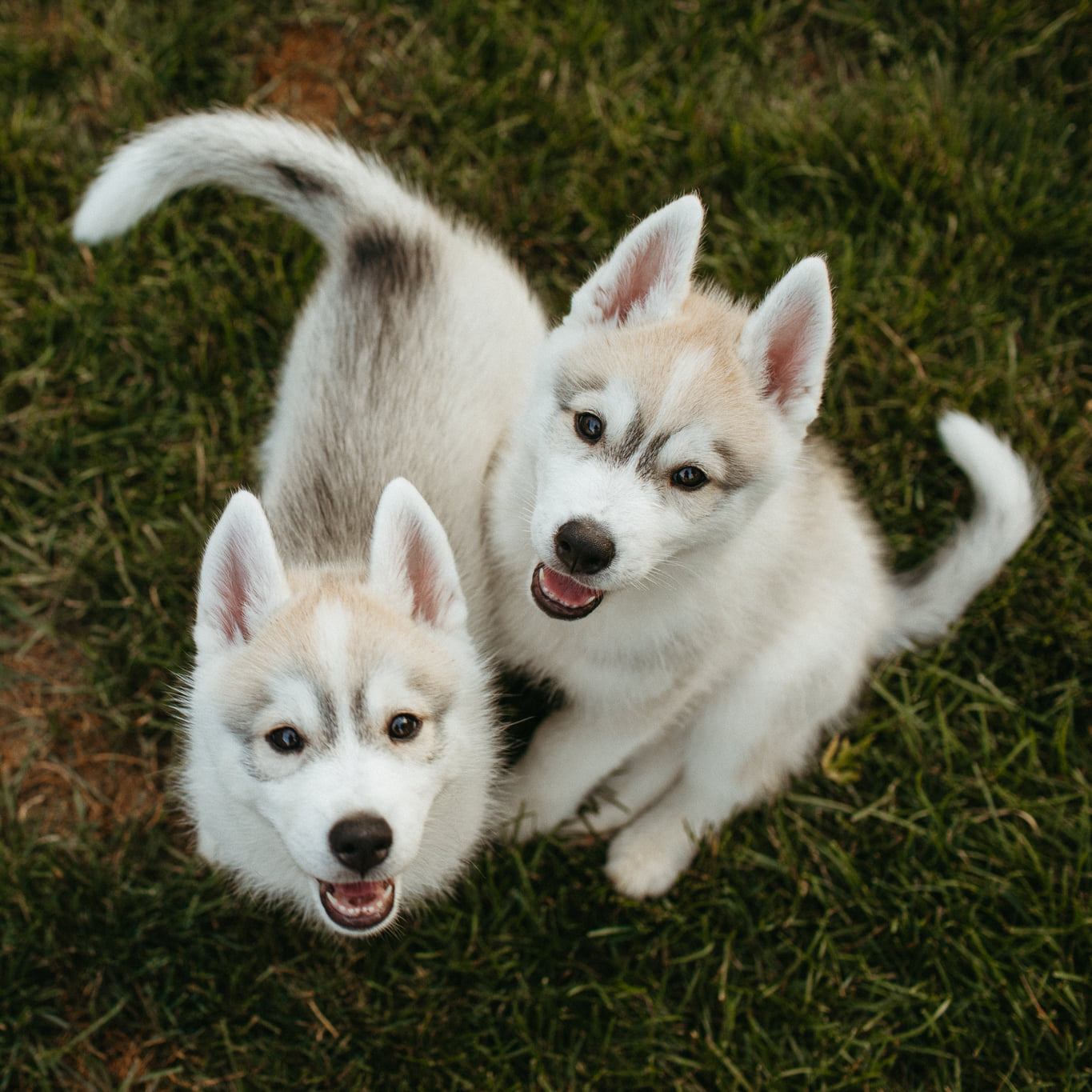 New England Siberian Husky Puppies