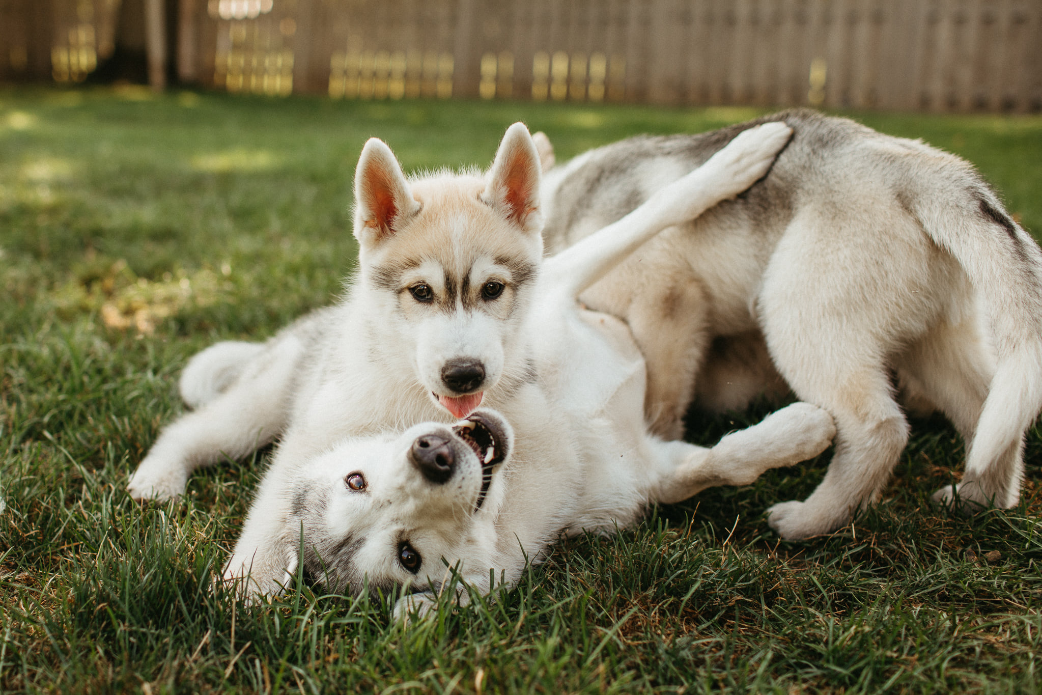 New England Siberian Husky Puppies