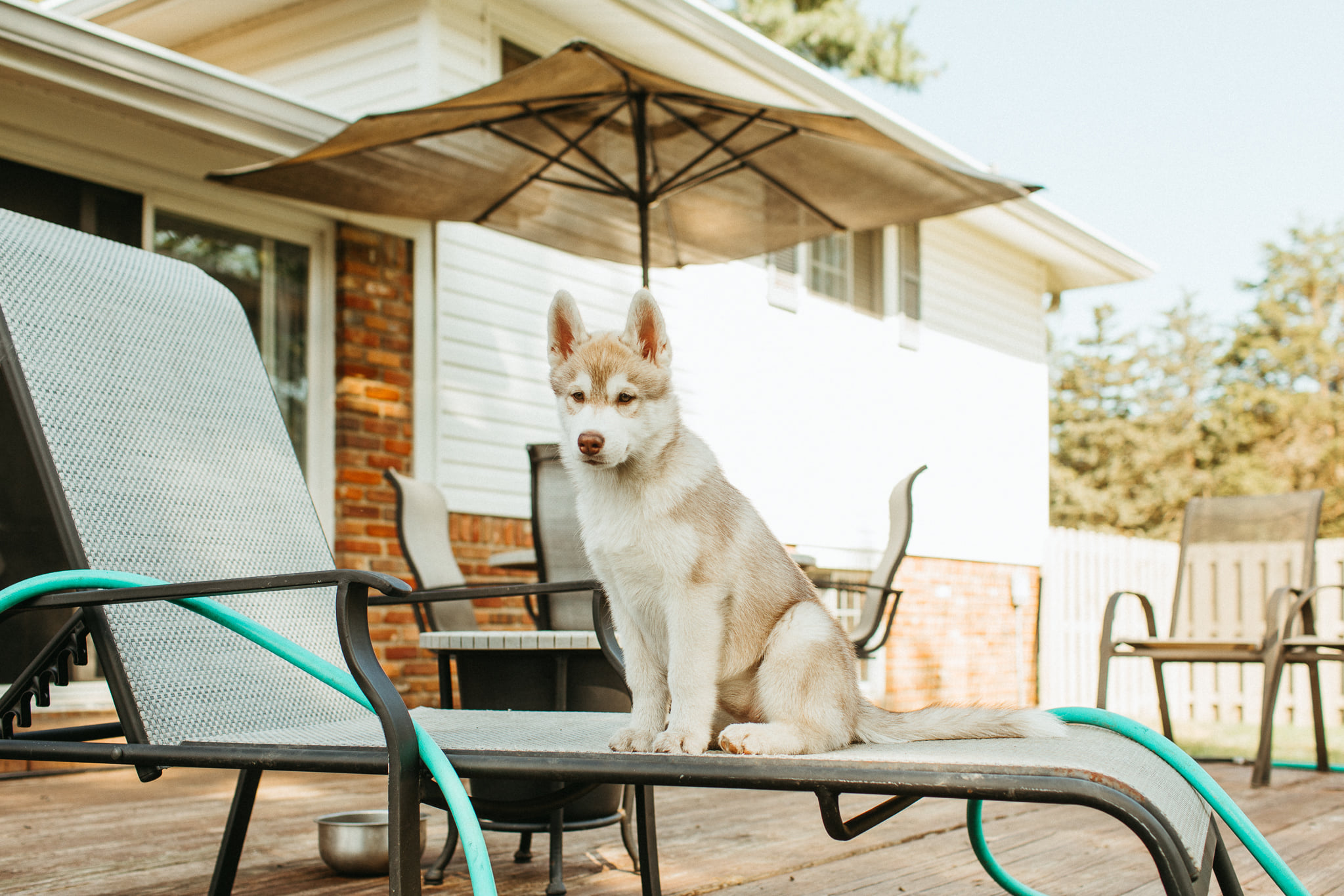 New England Siberian Husky Puppies