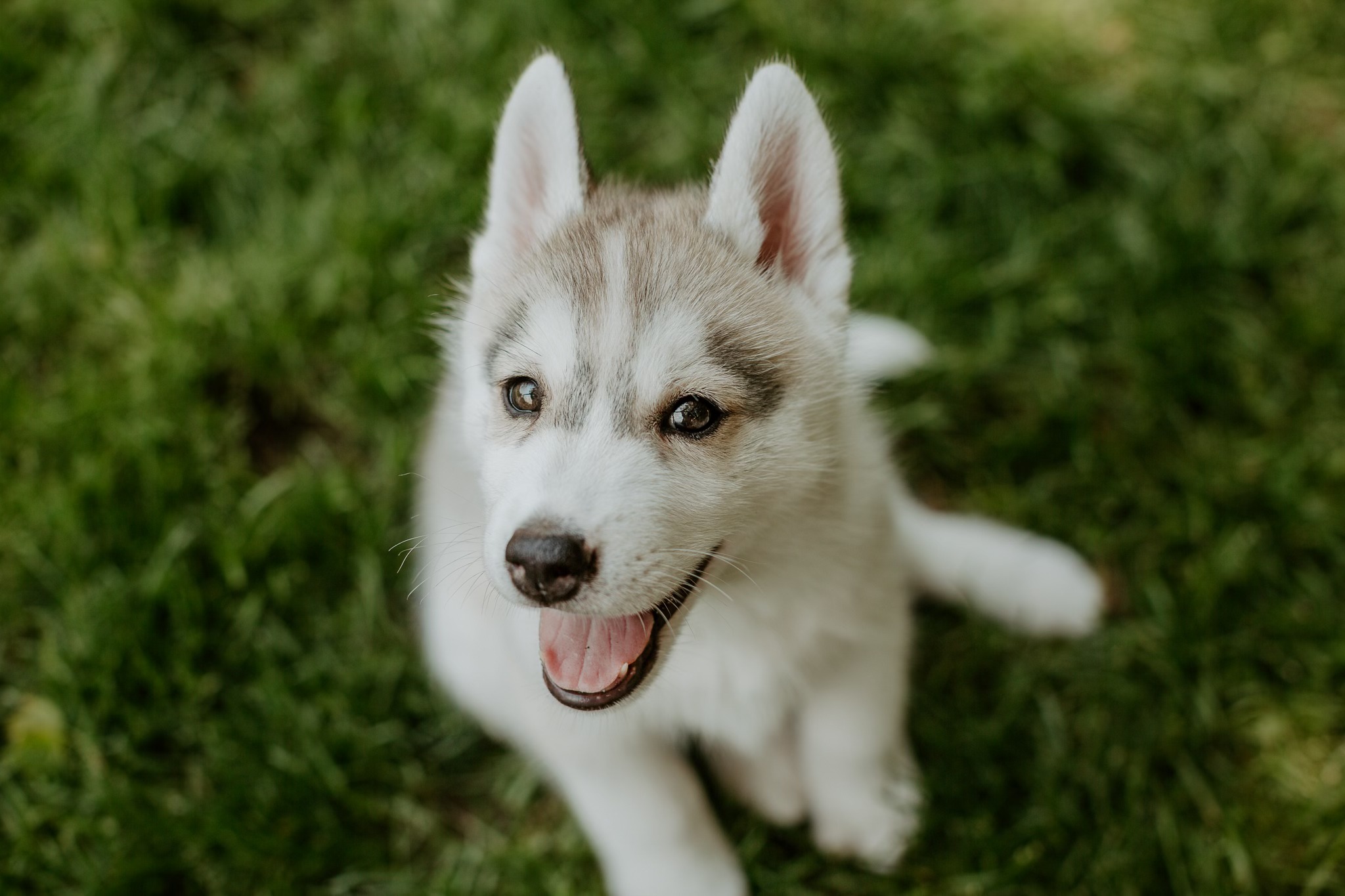 New England Siberian Husky Puppies