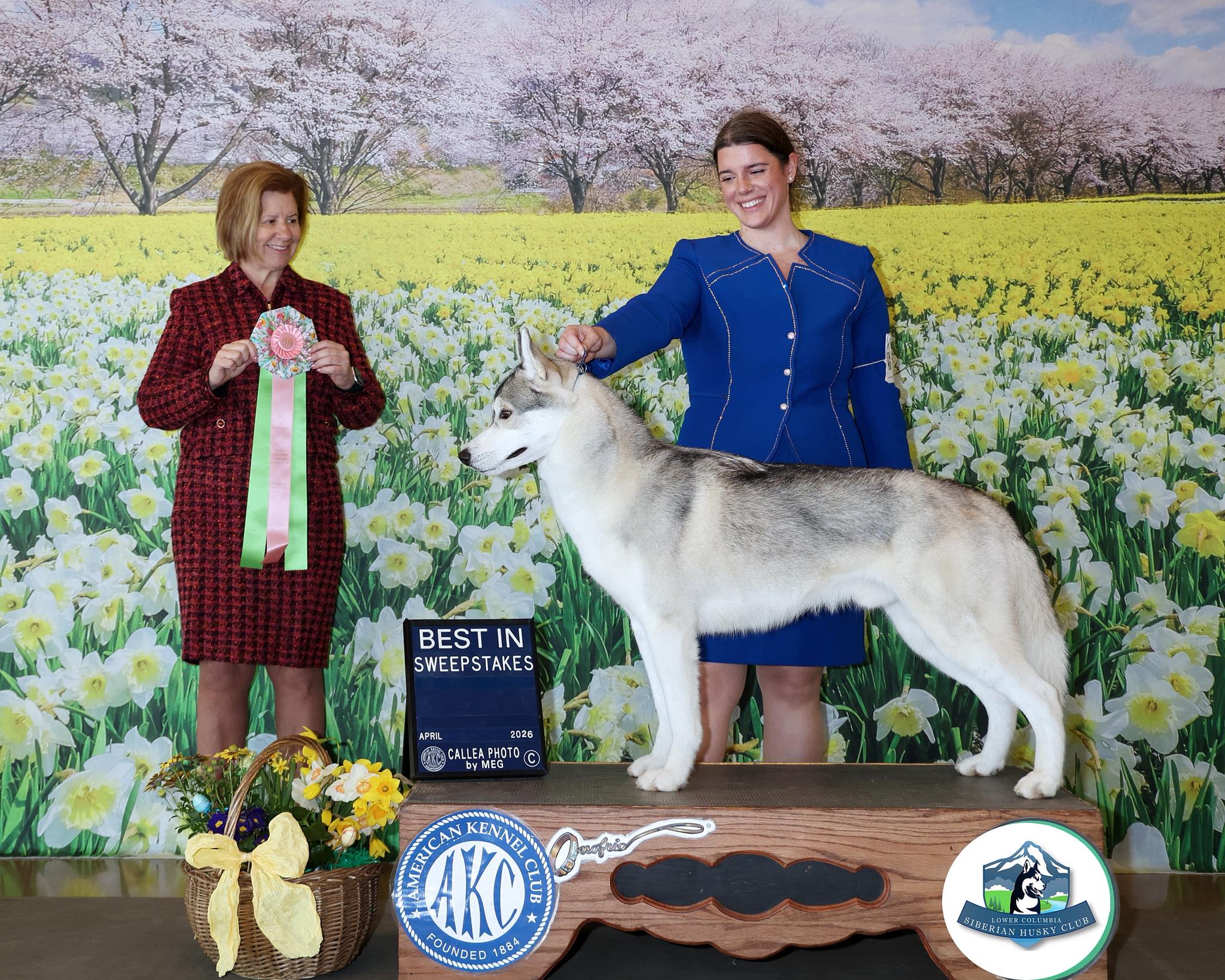 New England Siberian Husky Puppies