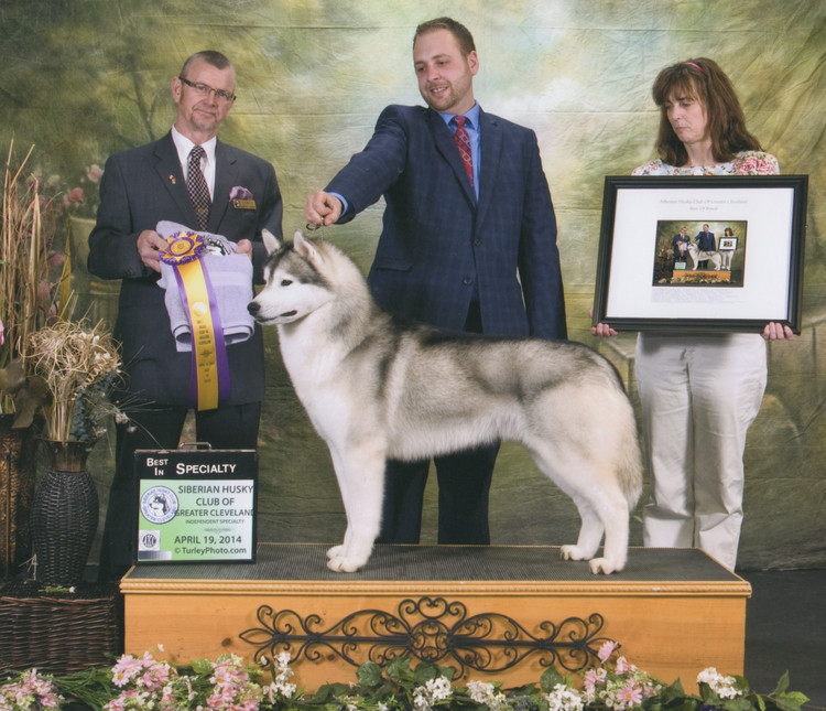 New England Siberian Husky Puppies