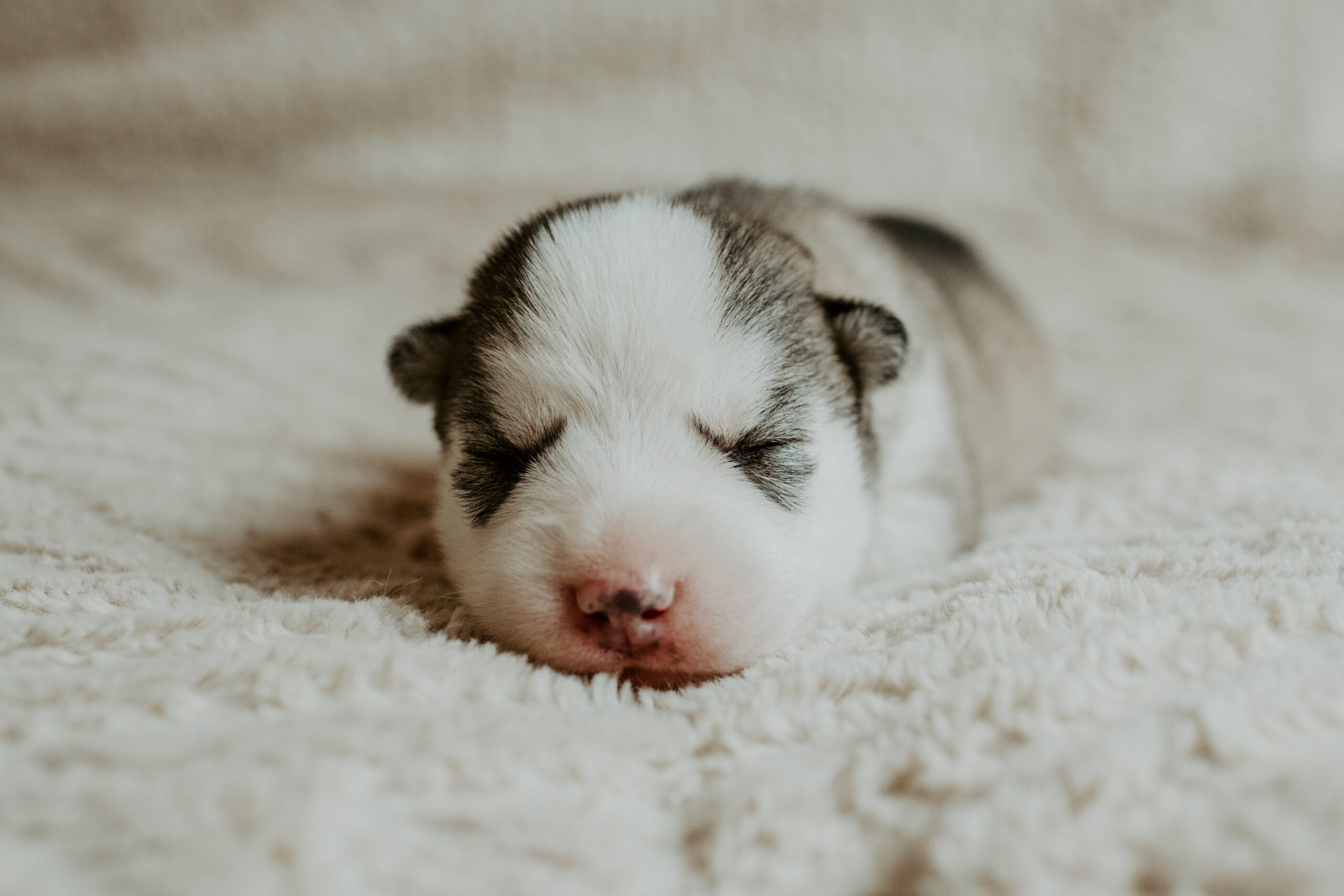 New England Siberian Husky Puppies