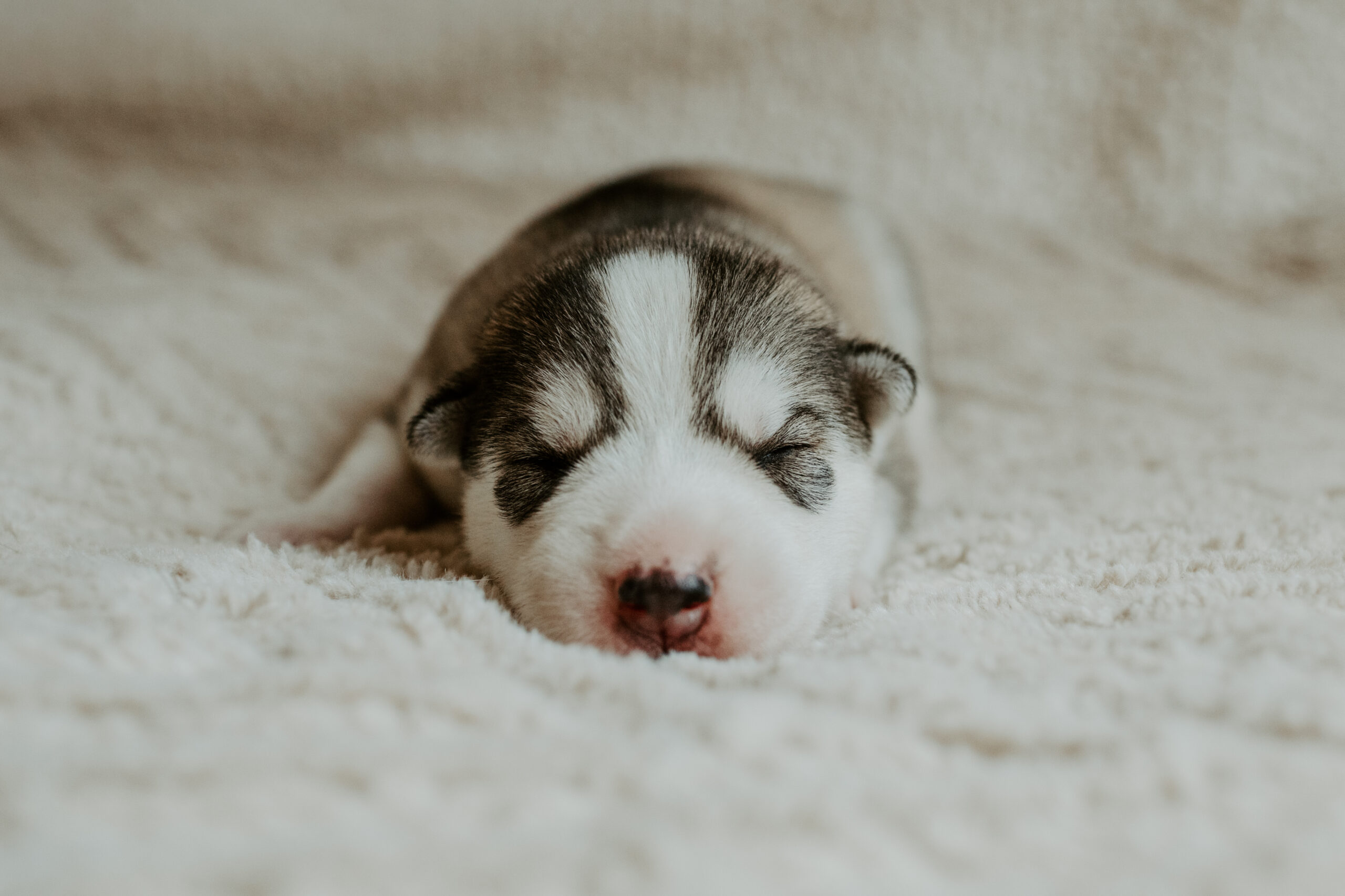 New England Siberian Husky Puppies