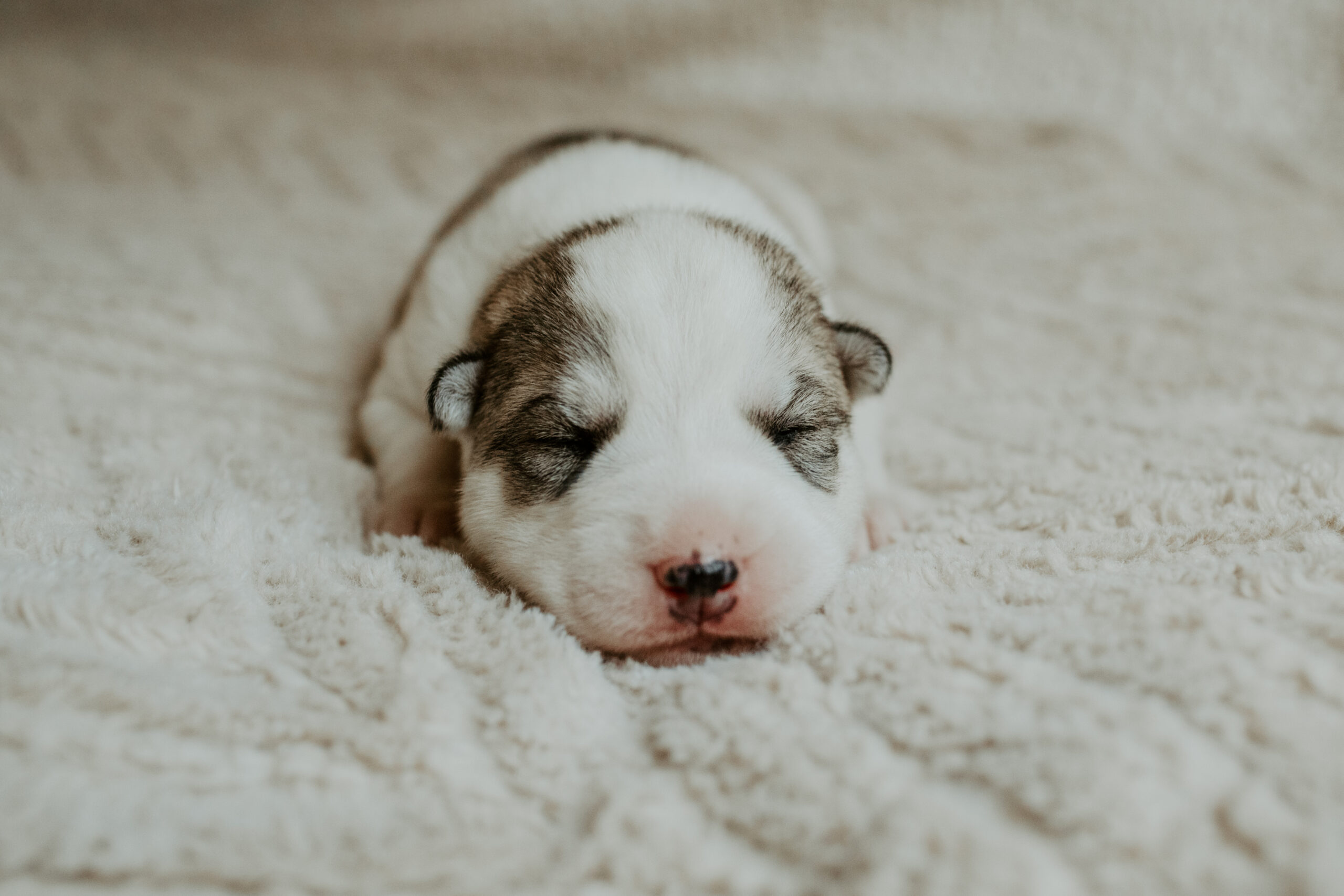 New England Siberian Husky Puppies