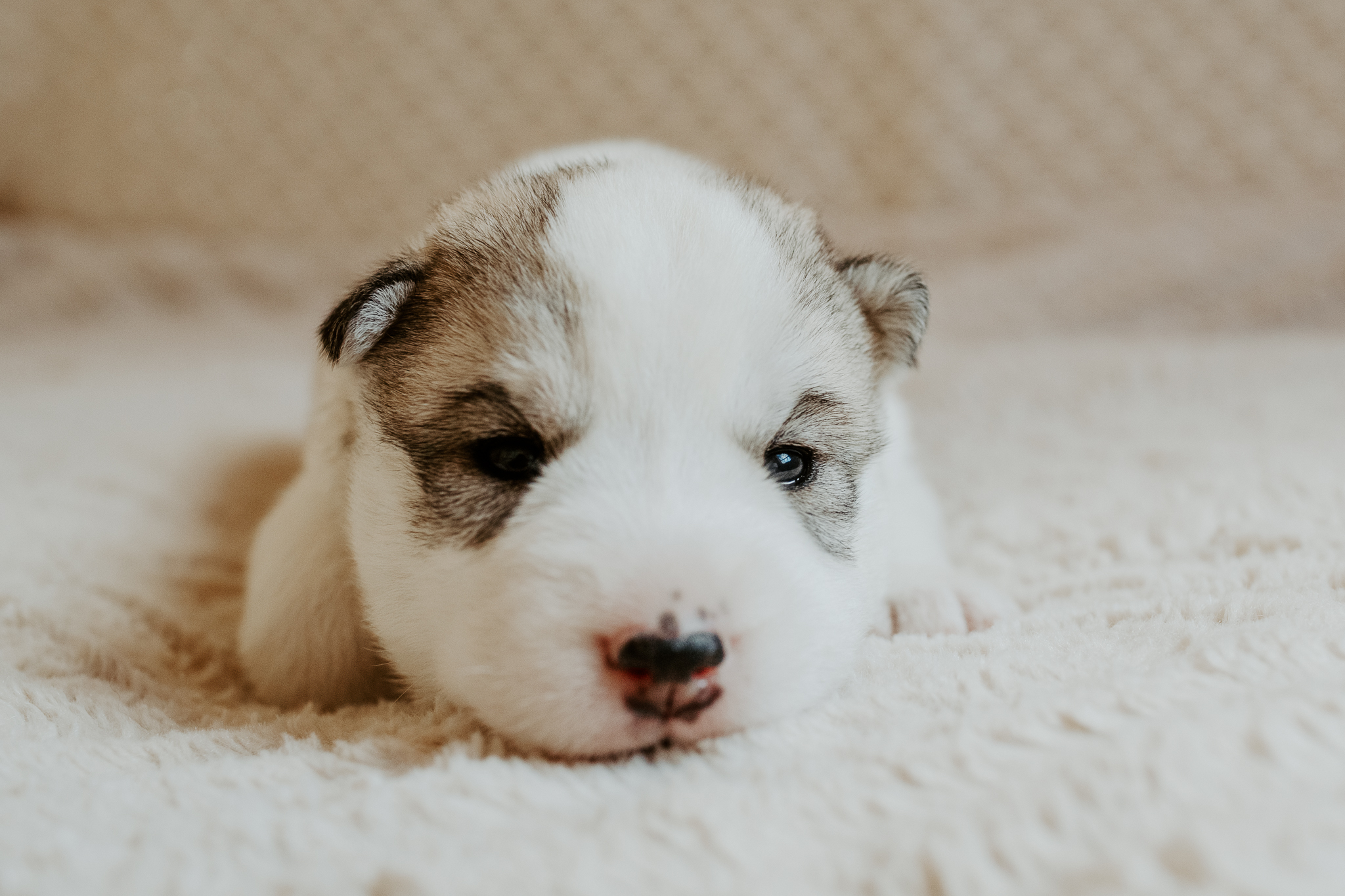 New England Siberian Husky Puppies