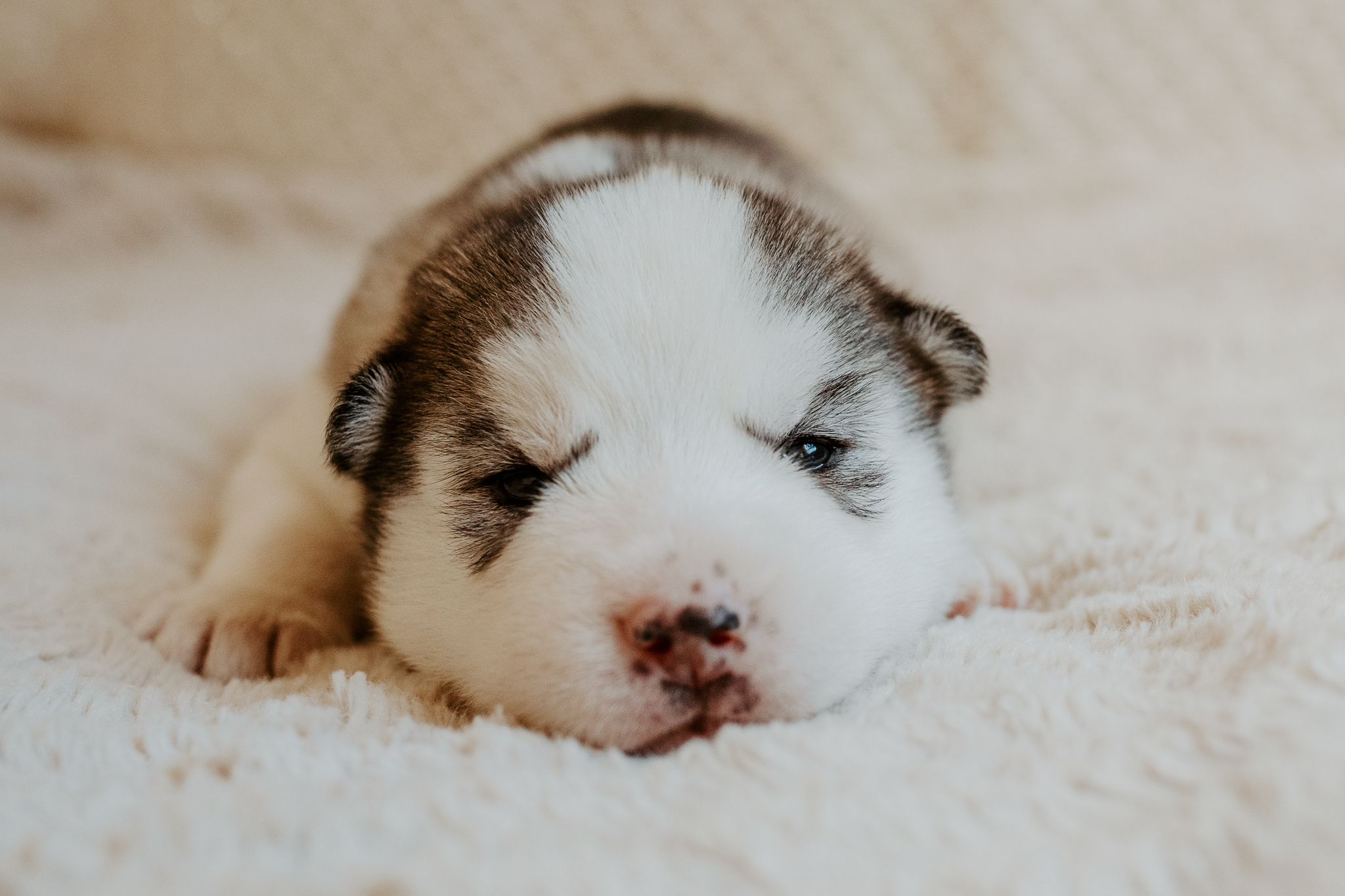 New England Siberian Husky Puppies