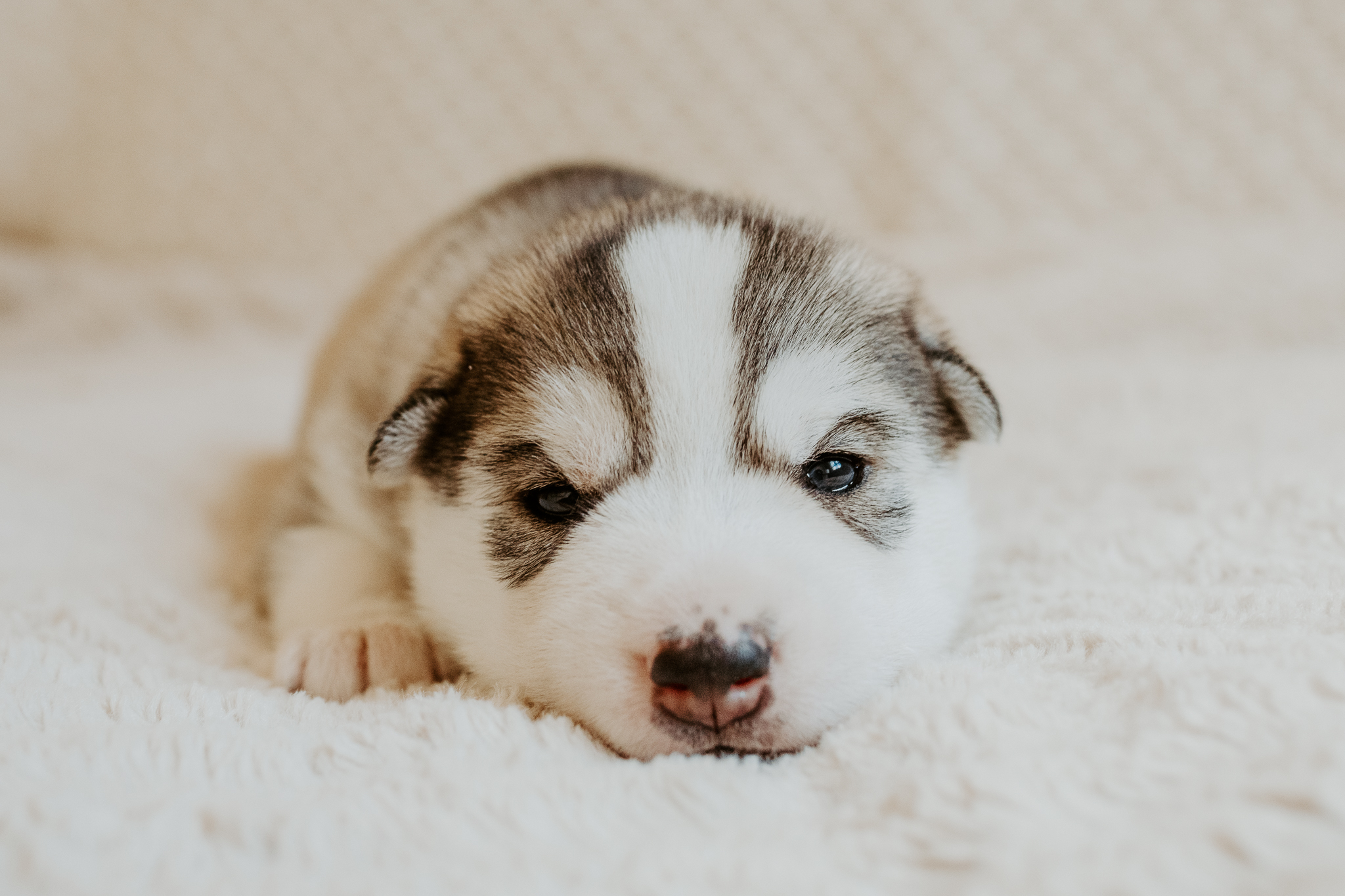 New England Siberian Husky Puppies