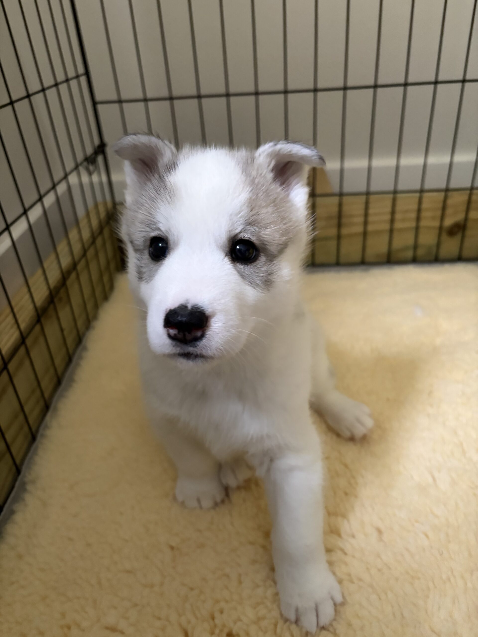 New England Siberian Husky Puppies