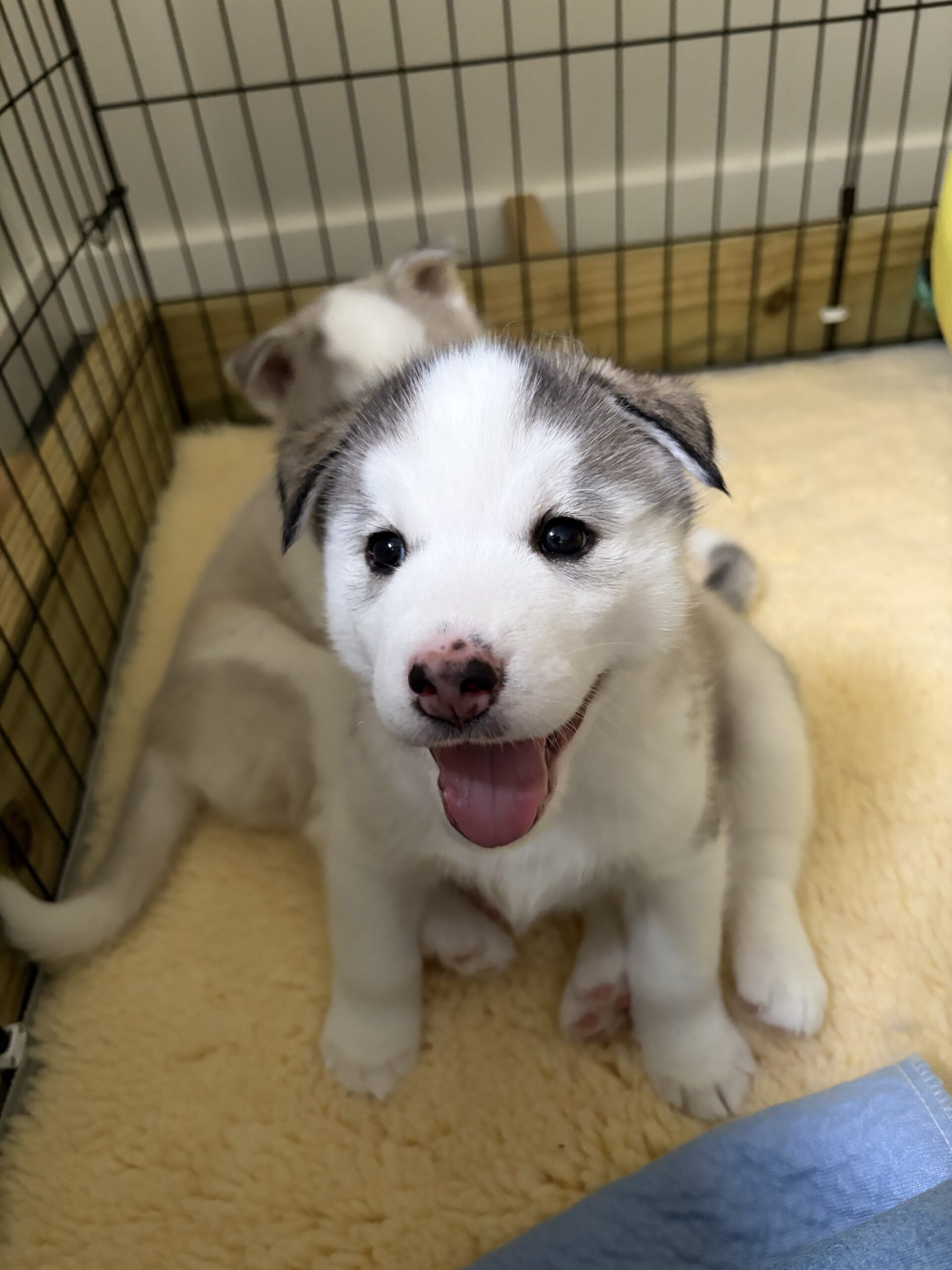 New England Siberian Husky Puppies