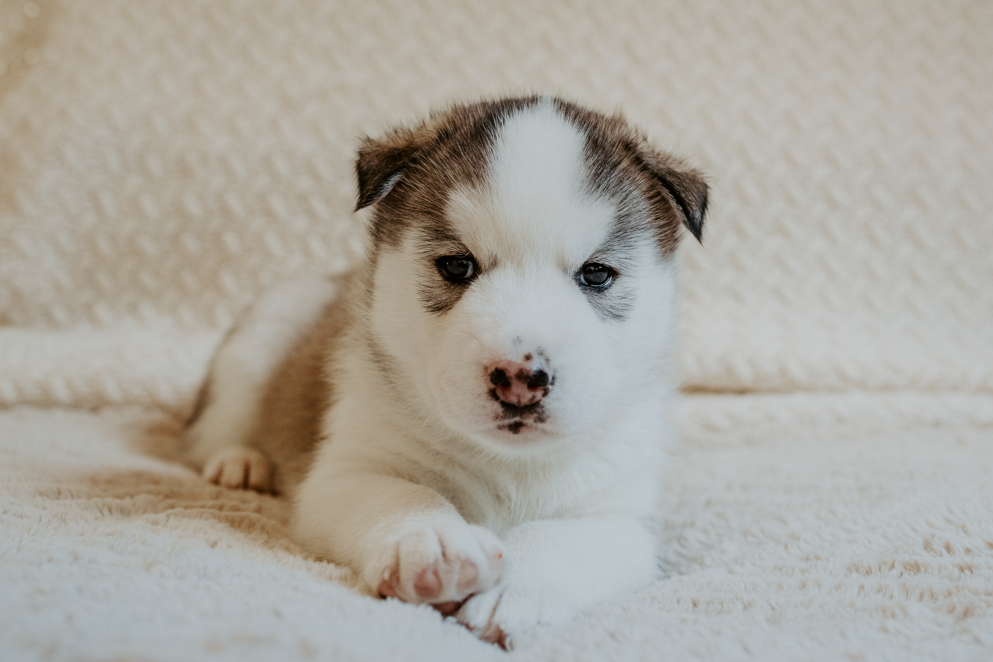 New England Siberian Husky Puppies