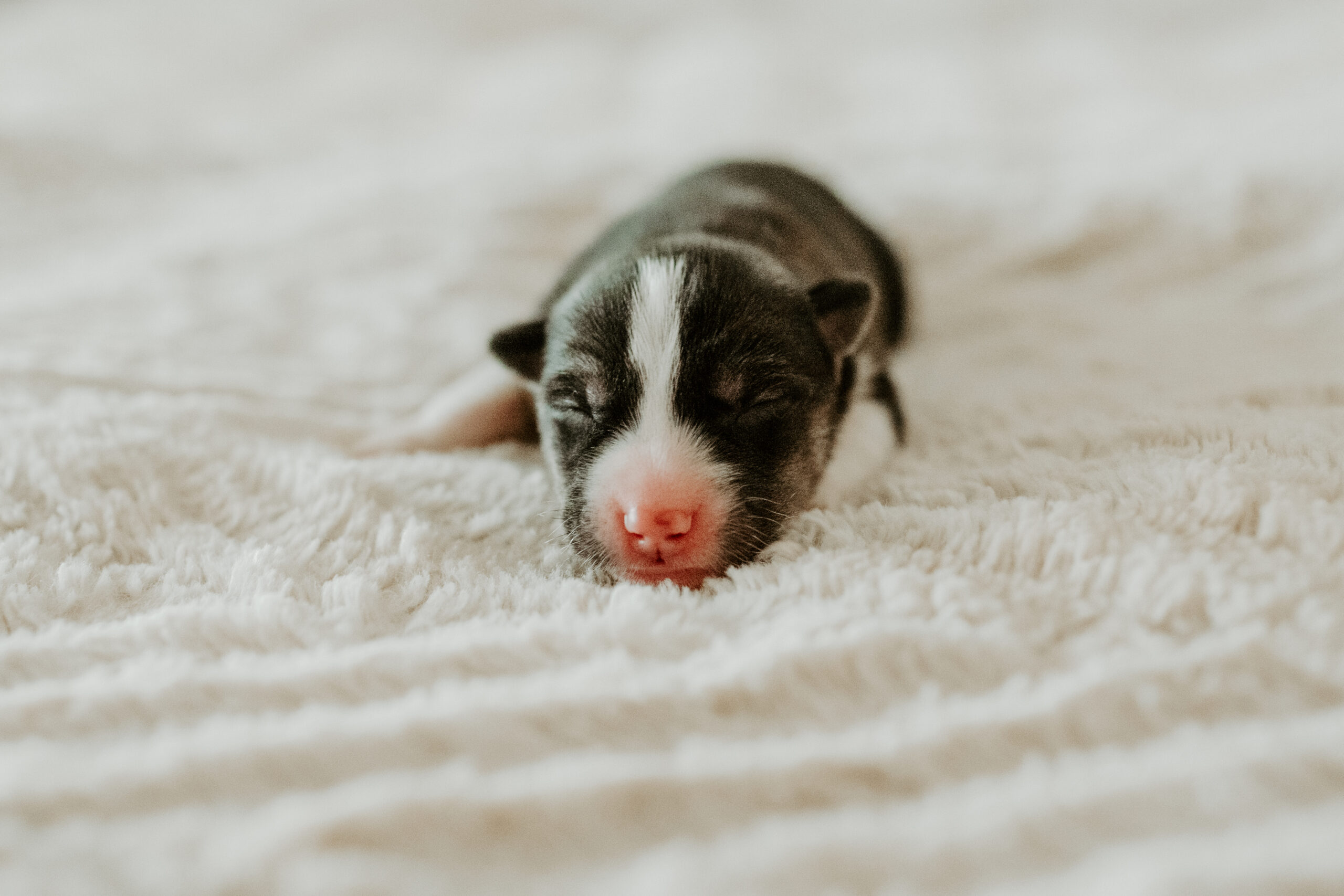 New England Siberian Husky Puppies