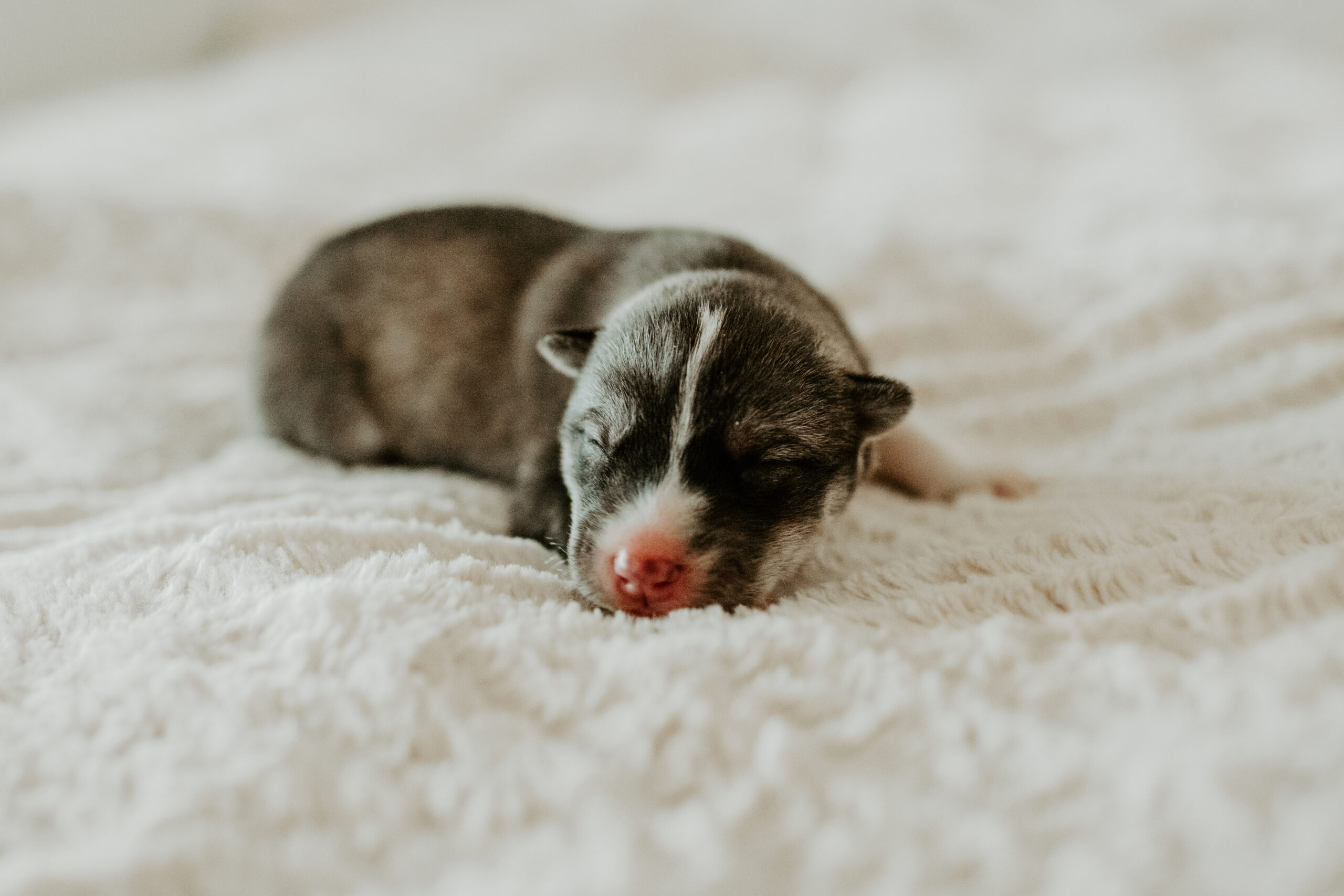 New England Siberian Husky Puppies