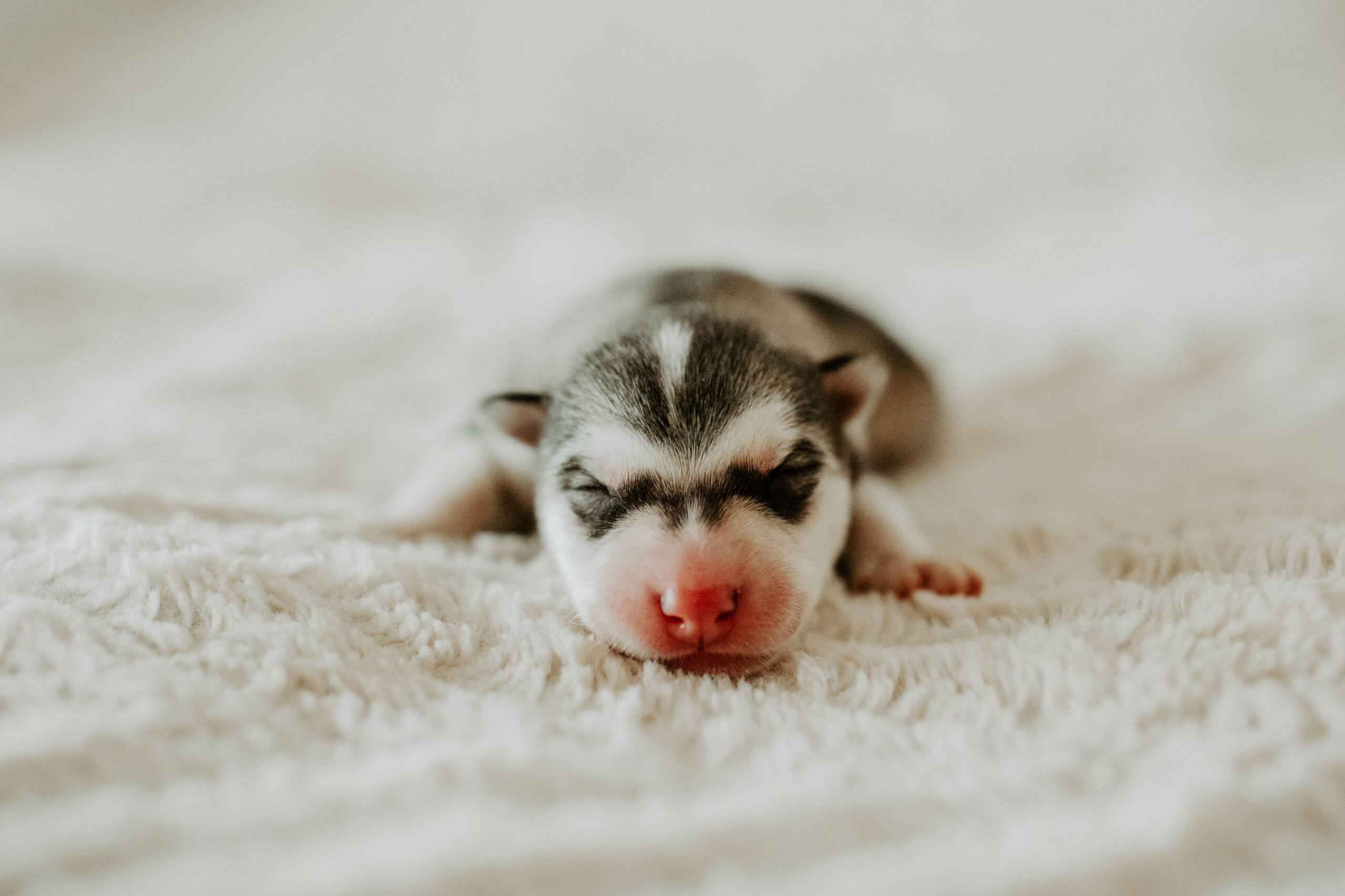New England Siberian Husky Puppies