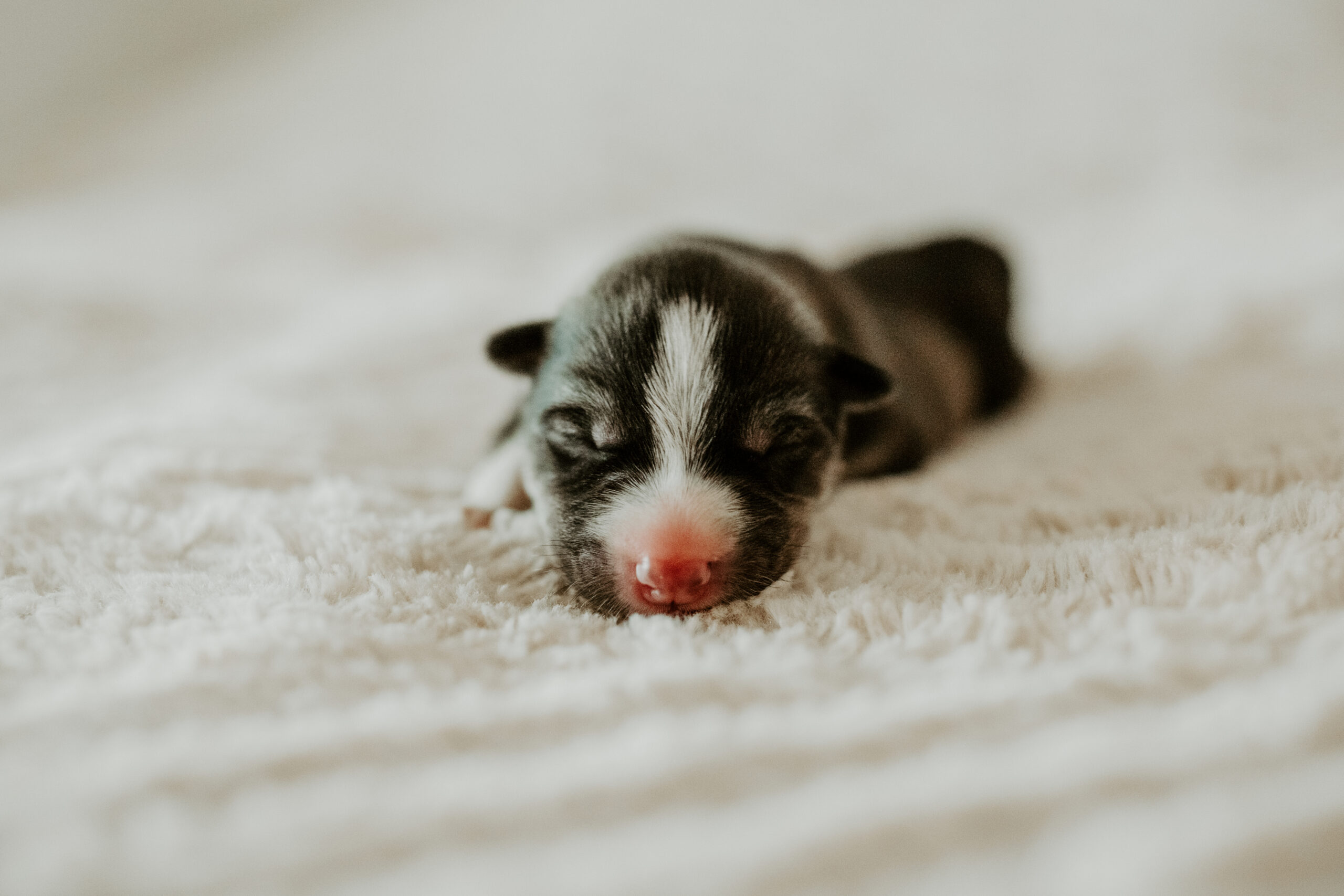 New England Siberian Husky Puppies