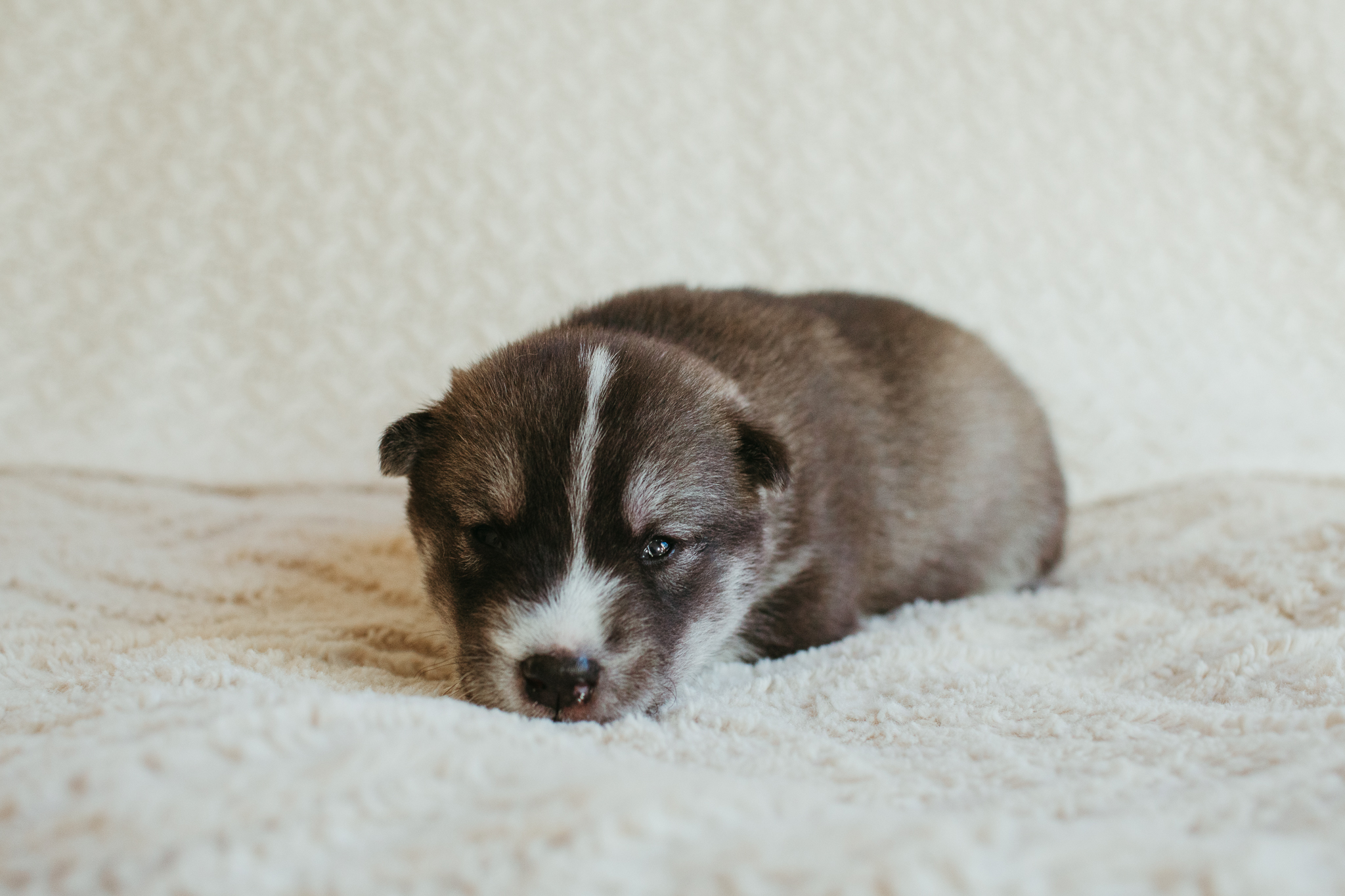 New England Siberian Husky Puppies