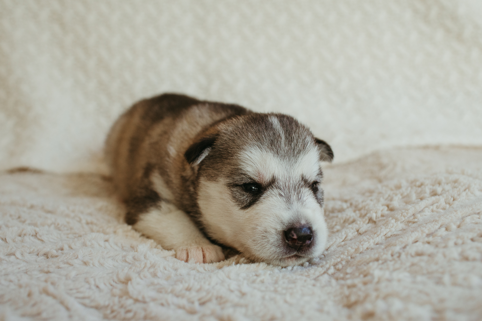 New England Siberian Husky Puppies