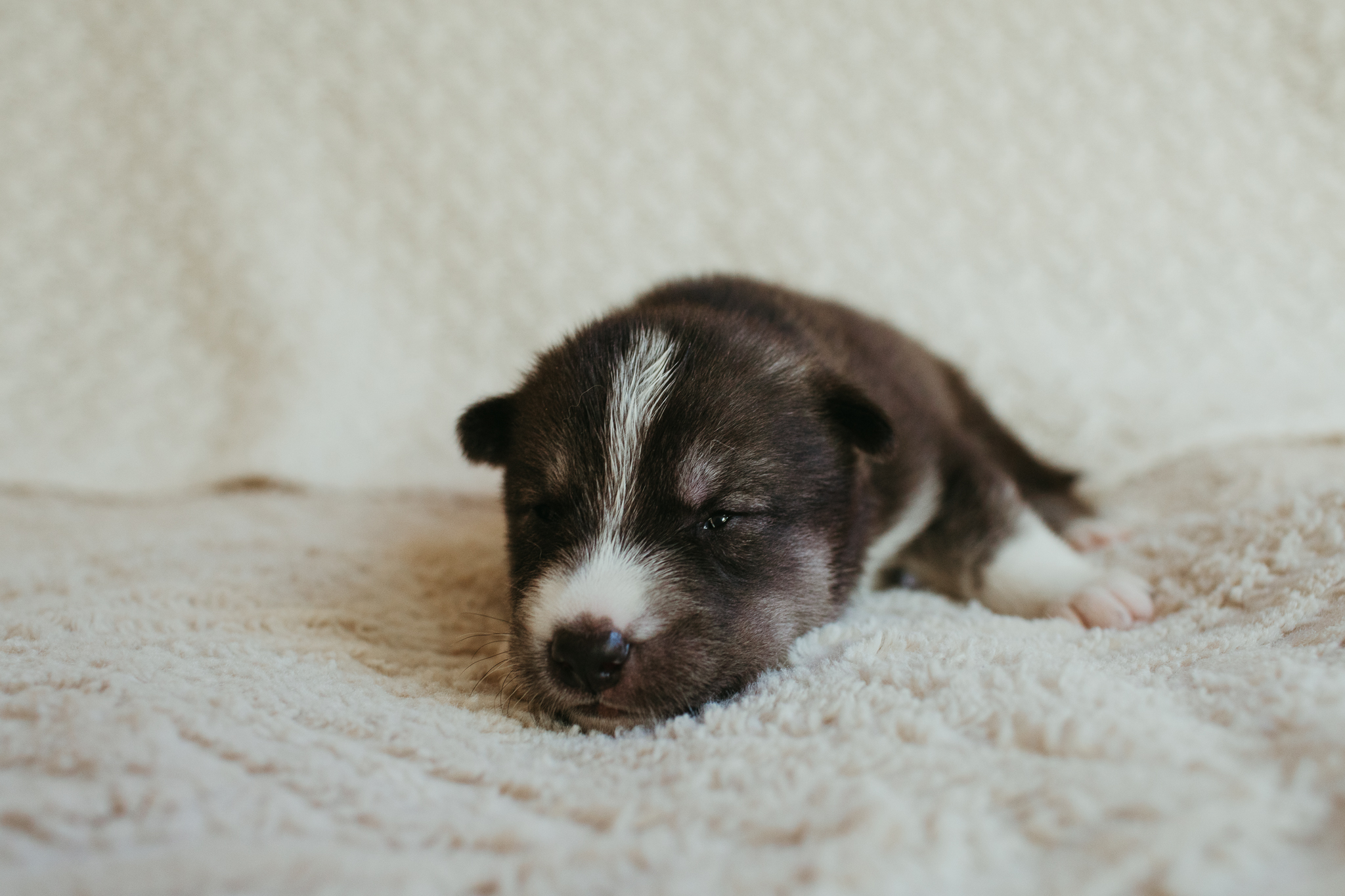 New England Siberian Husky Puppies