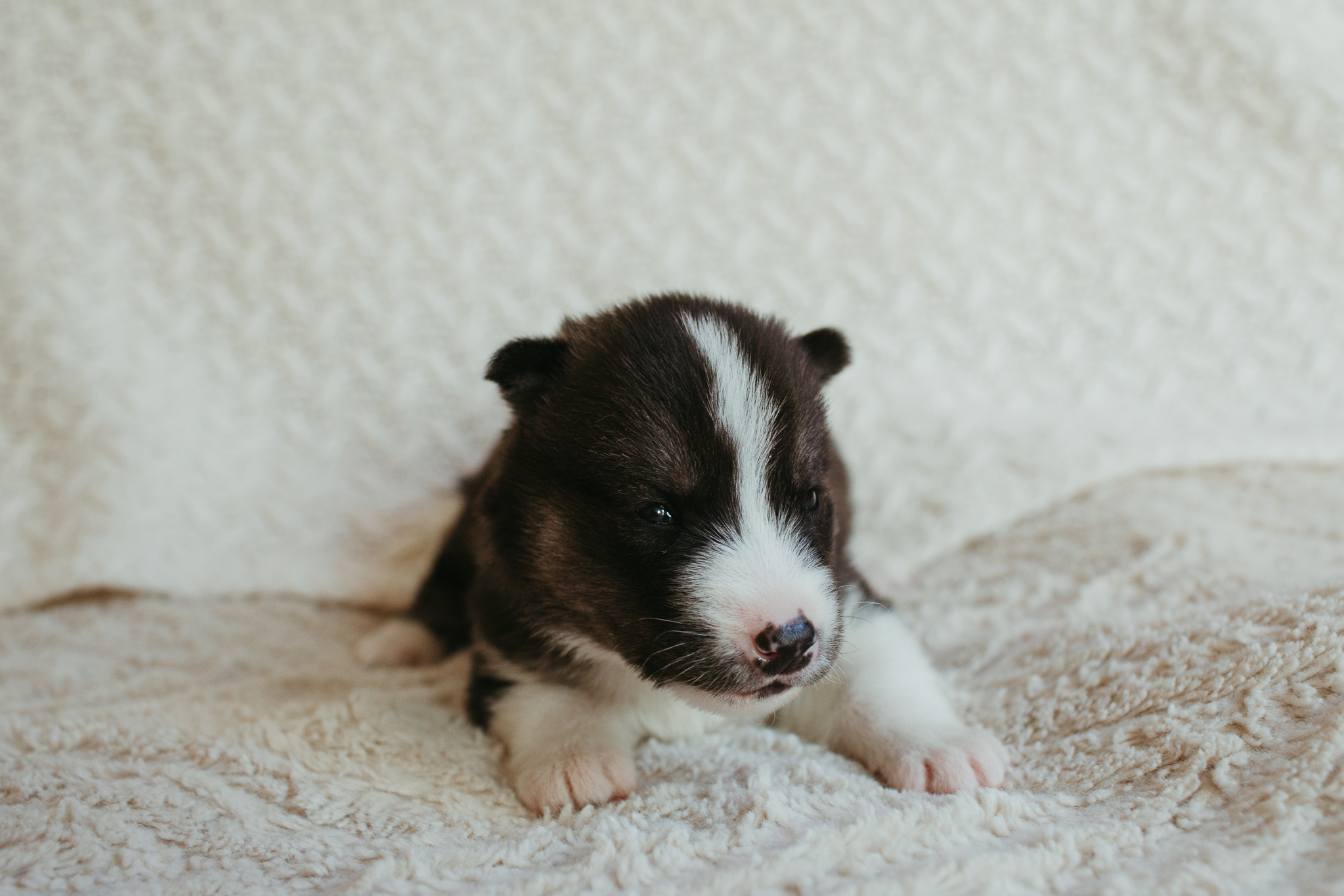 New England Siberian Husky Puppies