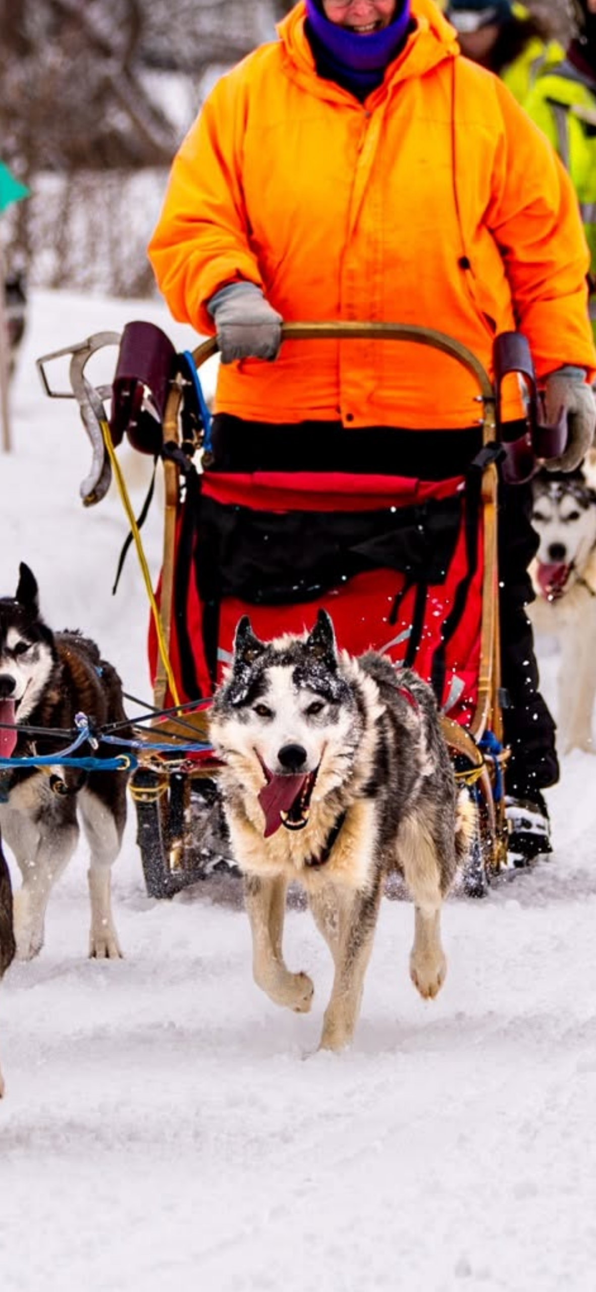 New England Siberian Husky Puppies